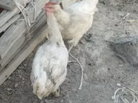 Chickens — foto 4