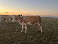 Kuh, Simmental cattle — Foto 1