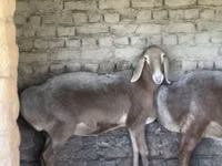 Schaf, Arashan sheep — Foto 3
