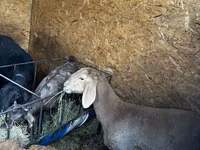Qoʻy, Arashan sheep — 6-rasm