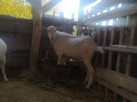 Cabra, Saanen goat — foto 6