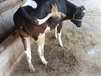 母牛, Russian Black pied cattle — 照片 1