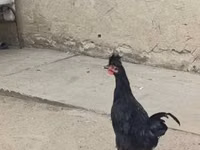 कोसोवो लॉन्गक्राउर — फ़ोटो 4