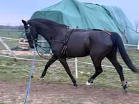 Yegua, Dutch warmblood horse — foto 4