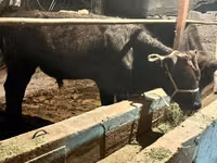 公牛, Swiss cattle — 照片 3