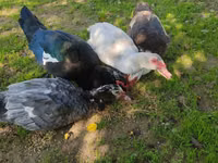 Ducks — Foto 7