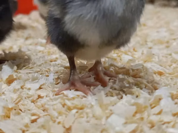Chickens