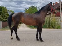 Yegua, Caballos — foto 1