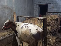 牛只（批次，未指定性别）, Cattle — 照片 5