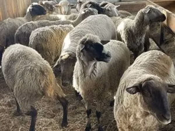 Кочкор, Ак Суффолк койу