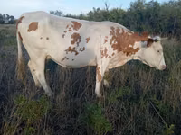 母牛, Simmental cattle — 照片 1