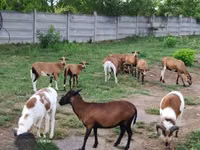 أغنام (دفعة، الجنس غير محدد), Cameroon sheep — الصورة 2