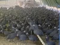 Guinea fowl — Foto 2