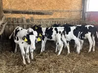 Bulle, Russian Black pied cattle — Foto 4