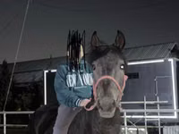 公马, Horses — 照片 1