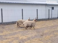 Widder, German Grey Heath sheep — Foto 2