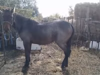 Hengst, Kazakh horse — Foto 2