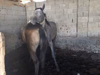 Caballo, Caballos — foto 3