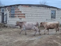 Kuh, Swiss cattle — Foto 2