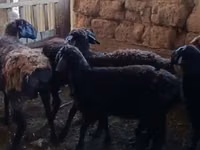 أغنام (دفعة، الجنس غير محدد), الأغنام — الصورة 1