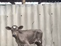 Toro, Swiss cattle — foto 5