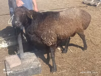 Ram, Edilbay sheep — photo 2