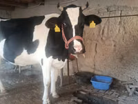 गाय, Russian Black pied cattle — फ़ोटो 3