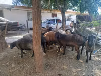 Widder, Arashan sheep — Foto 3