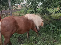 Stute, Australian Pony — Foto 4