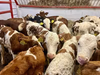 Rinder (Partie, Geschlecht nicht angegeben), Simmental cattle — Foto 1