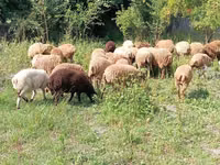 Widder, Schafe — Foto 4