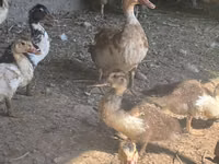 Chickens — Foto 2