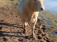 Toro, Charolais cattle — foto 1