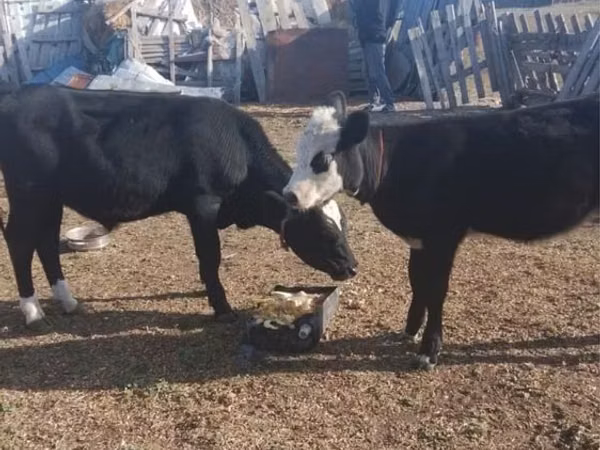 公牛, Kazakh White-headed cow — 哈萨克斯坦