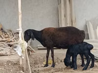Sheep, Sheep — photo 2