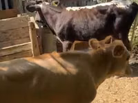 Bovinos (lote, sexo no especificado), Simmental cattle — foto 3