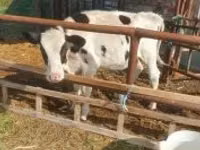 母牛, Simmental cattle — 照片 1