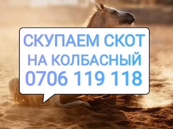 Конь, Лошади