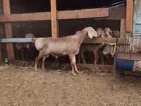 Widder, Rhon sheep — Foto 6