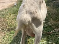 Goat, Alpine goat — photo 6