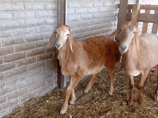 Carnero, Ovejas
