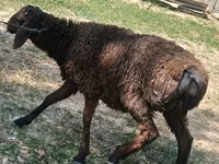 Schafe (Partie, Geschlecht nicht angegeben), Jaidara sheep — Foto 2