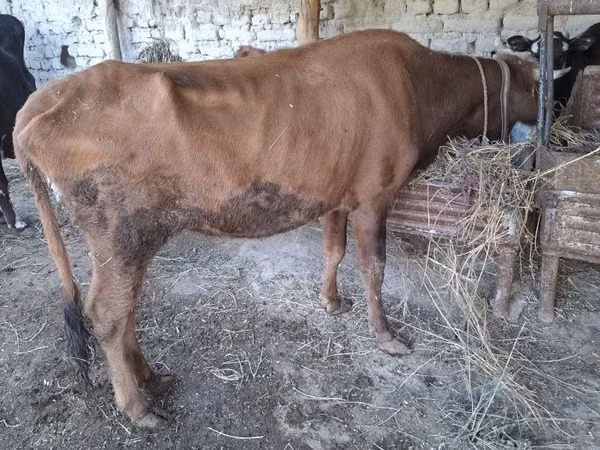गाय, मवेशी — उज़्बेकिस्तान