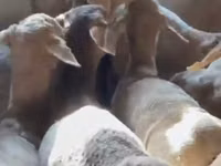 公羊, Sheep — 照片 2