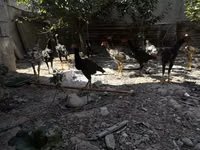 Chickens — Foto 4