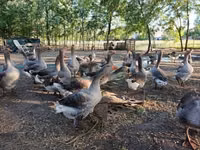 Graue und graugescheckte dänische Gans — Foto 1