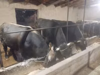 公牛, Swiss cattle — 照片 1