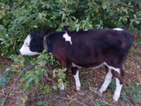 Бұқа, Simmental cattle — 4-сурет