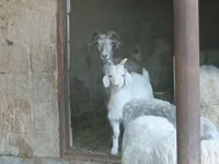 Ешкі, Ешкілер — 1-сурет