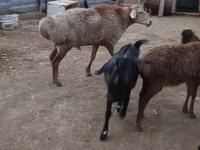 Widder, Hissar sheep — Foto 2